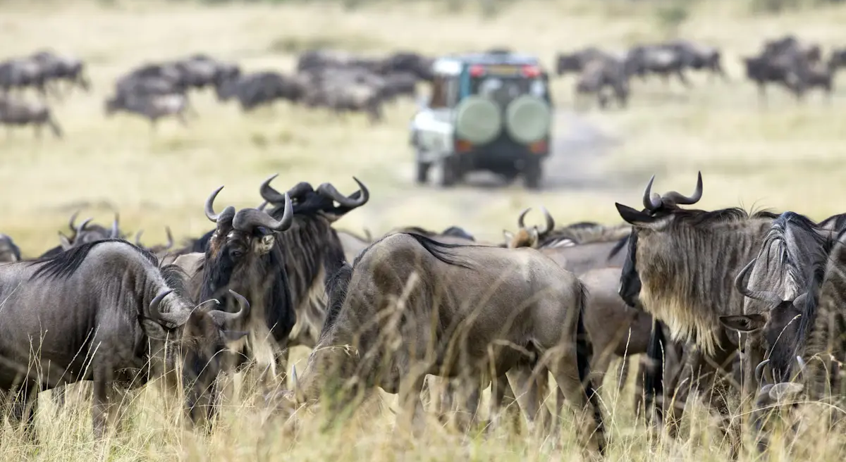 Tailormade-Kenya-Safari-Tour-Holidays