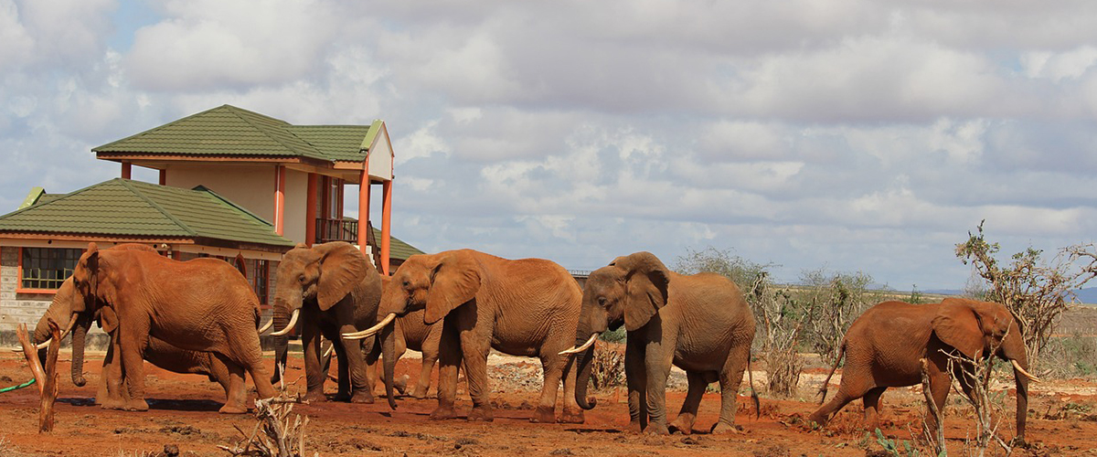 Tsavo-East-Kenya-Safari-Holiday