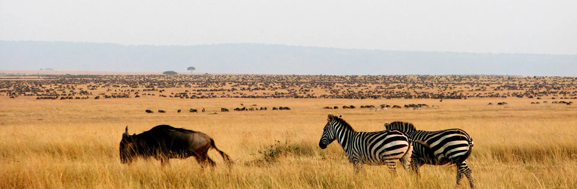 Masai Mara Wildebeest Migration Safari Packages
