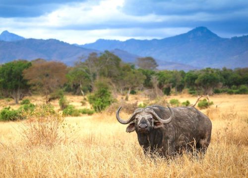 tsavo-west-safari-buffalo