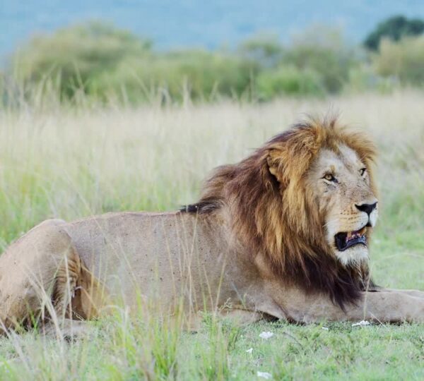 Lion in Maasai Mara