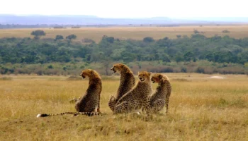 Lioness and cubs at sunrise on a 3 day Masai Mara safari from Nairobi