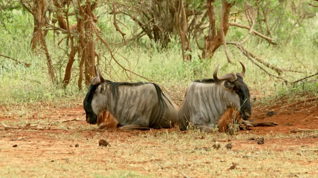 Wildlife on an 11 day Kenya Tanzania cross-border safari adventure