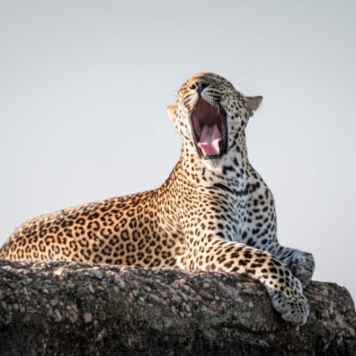 4 Days Tsavo East, Amboseli & Taita Hills Sanctuary Safari