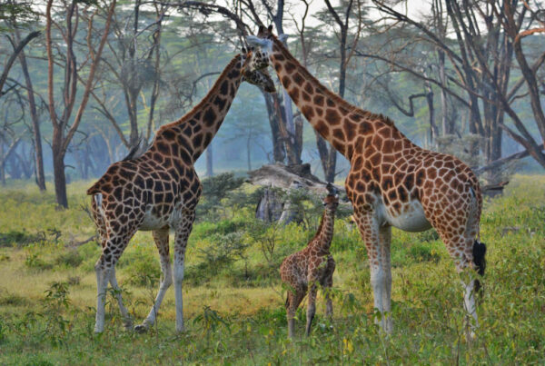 4 Days Masai Mara and Lake Nakuru Wildlife Safari with Grey Impala Safaris