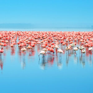 lake nakuru
