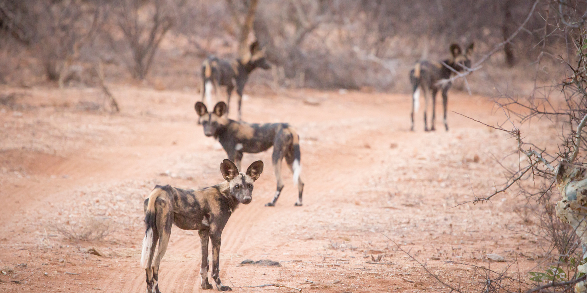 Wild-dogs-samburu-safari-holiday