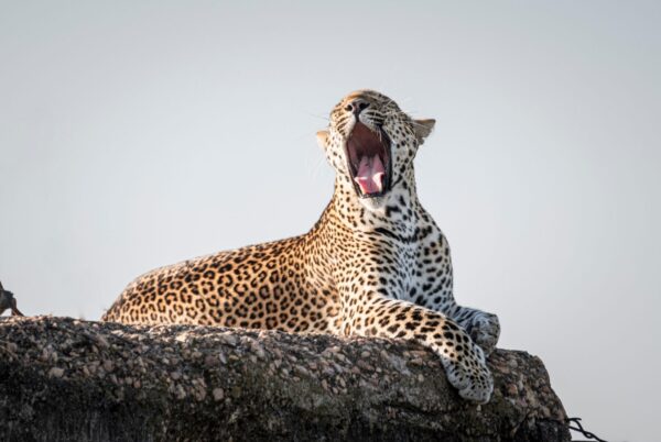 3 Days Safari Tsavo East and Tsavo West From A Beach Hotel with Grey Impala Safaris