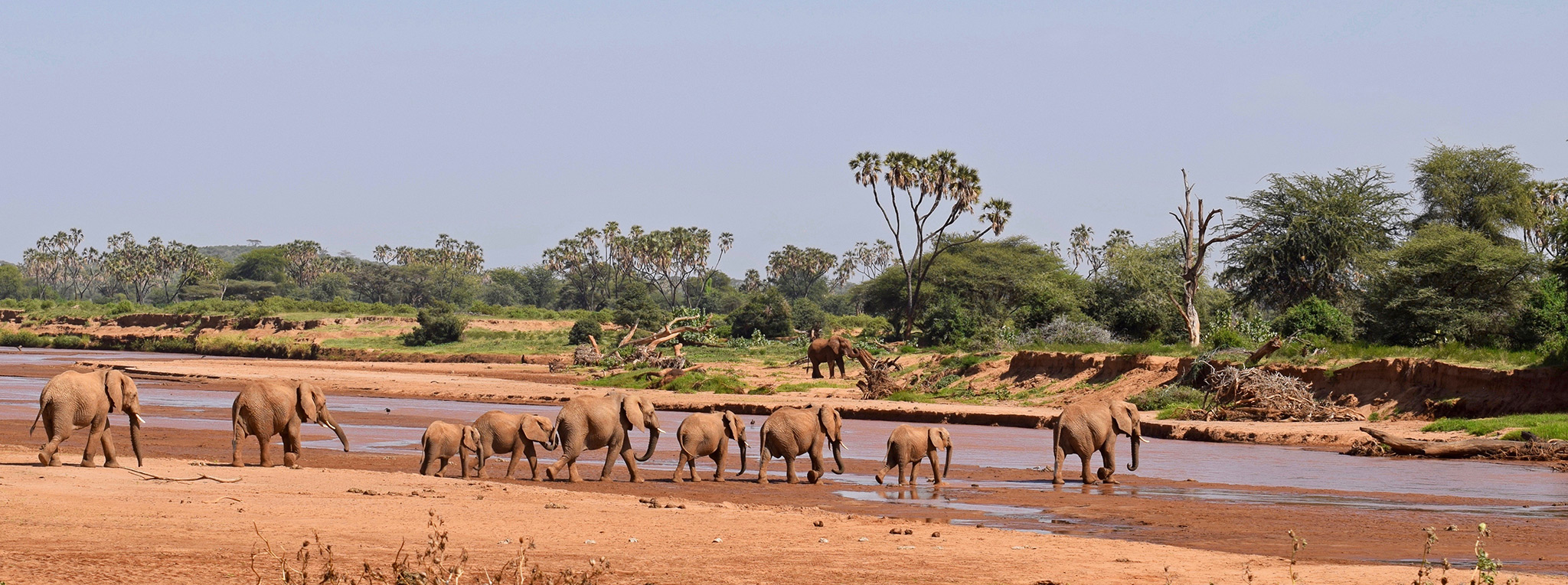 Samburu Safari Holiday Elephants
