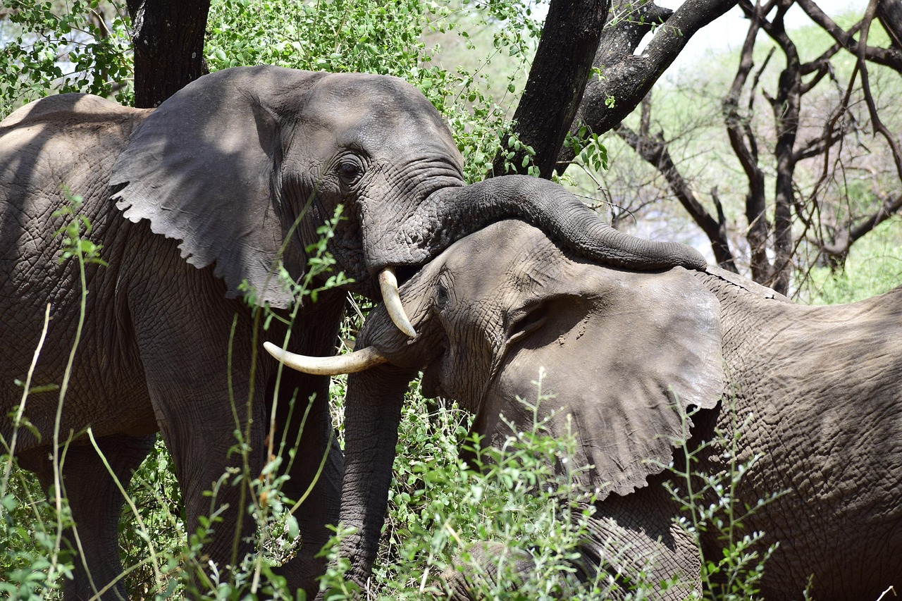 Majestic elephant in Amboseli National Park