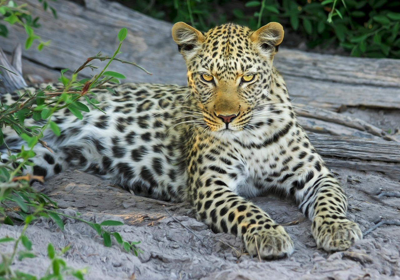 Leopard in Ngorongoro Crater