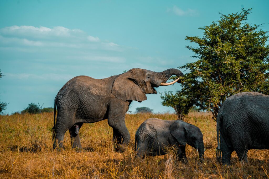 African savanna sunset with acacia trees