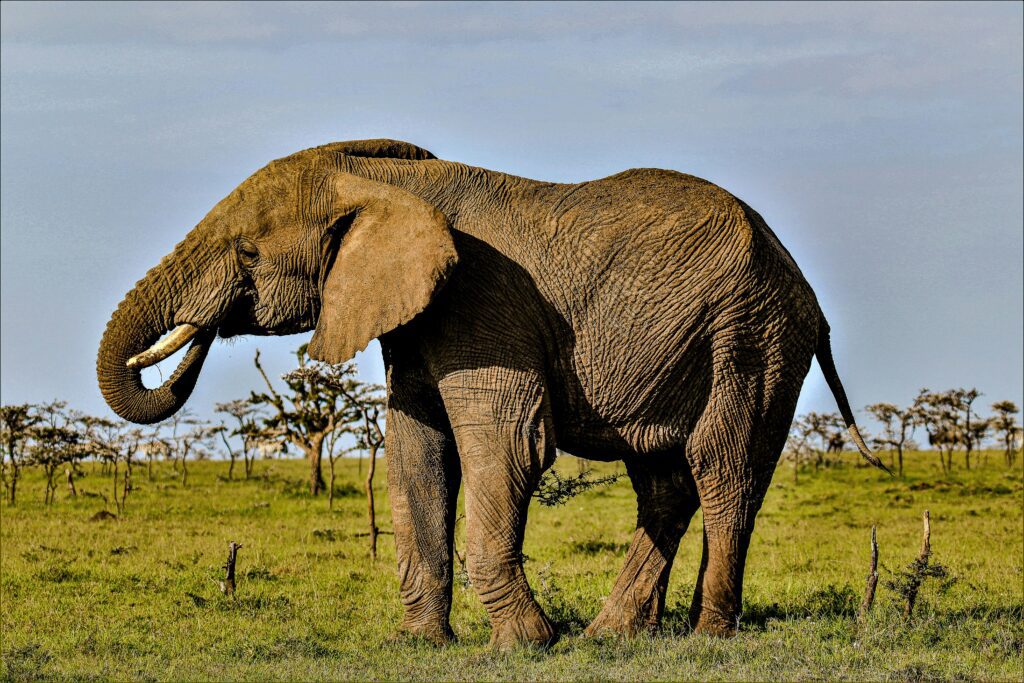 African elephants in their natural habitat