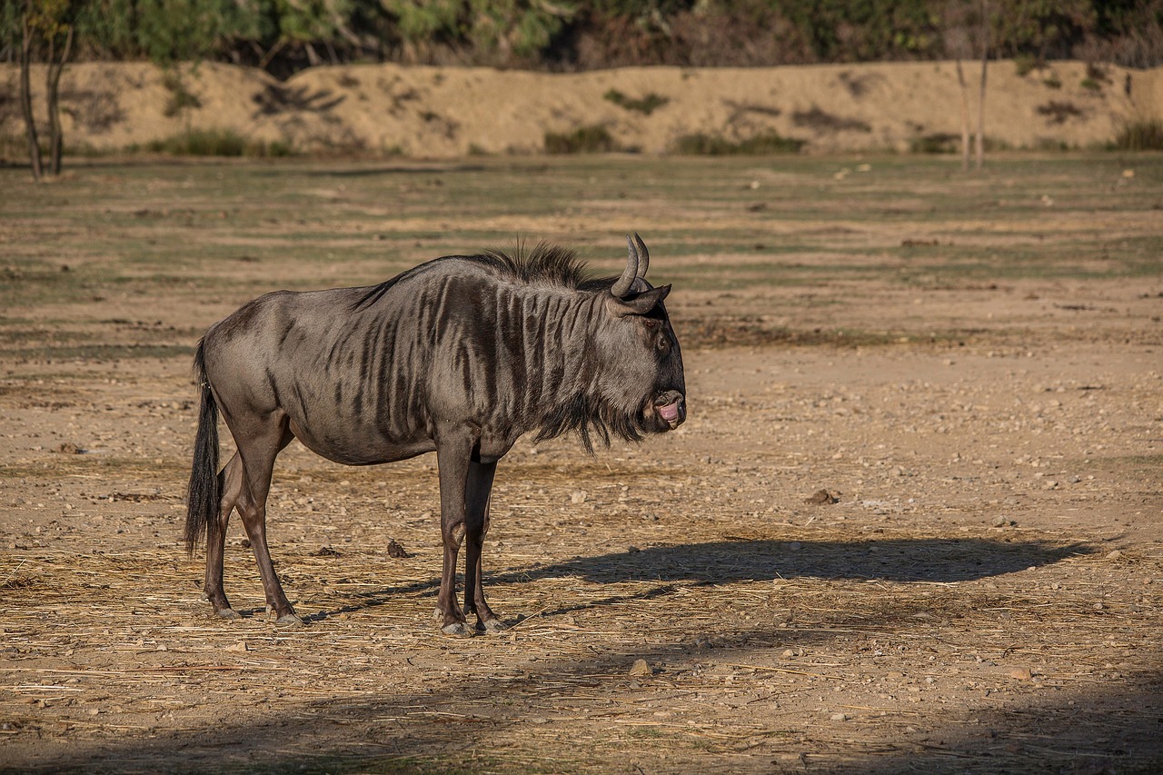 Wildebeest migration in Ngorongoro