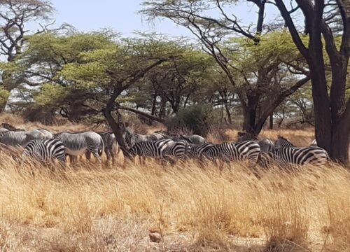 2 Days Amboseli National Park Safari From Nairobi