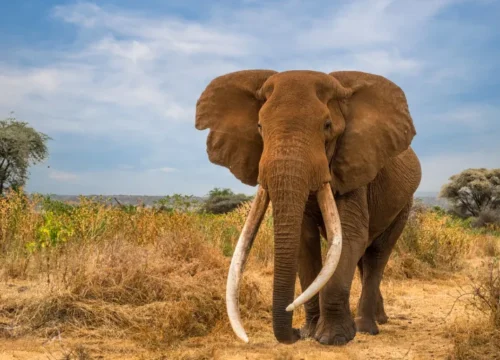 Kenya’s Iconic Elephant Craig Dies After Decades Under Protection