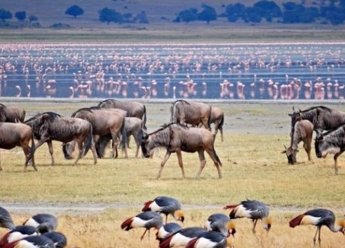 Lake Manyara National Park Safari: An Unforgettable Wildlife Experience