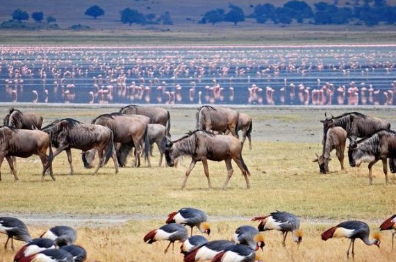 lake manyara national park safari