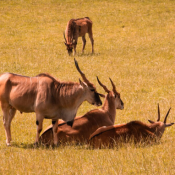 Wildebeest Migration Safari Packages