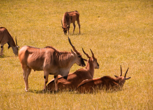 Wildebeest Migration Safari Packages – The Ultimate African Adventure