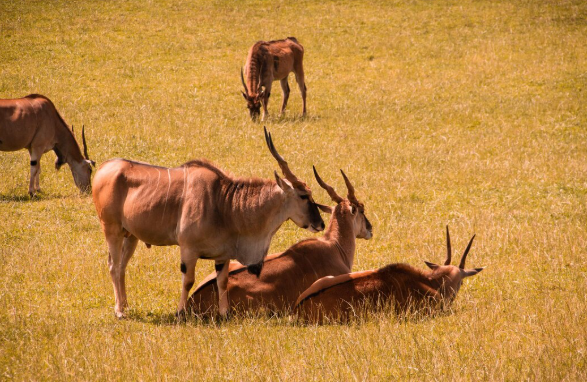 Wildebeest Migration Safari Packages