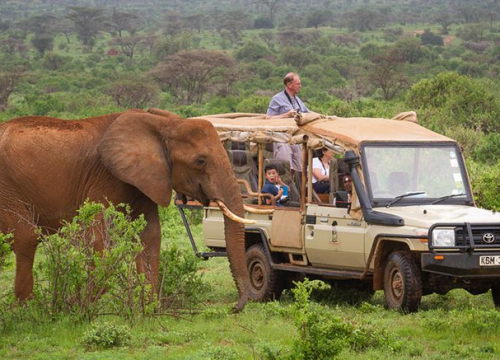 The Ultimate Guide to Mombasa Shore Excursions: Best Short Safaris for Cruise Passengers (2026)