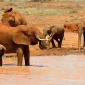 One day tsavo east safari from mombasa