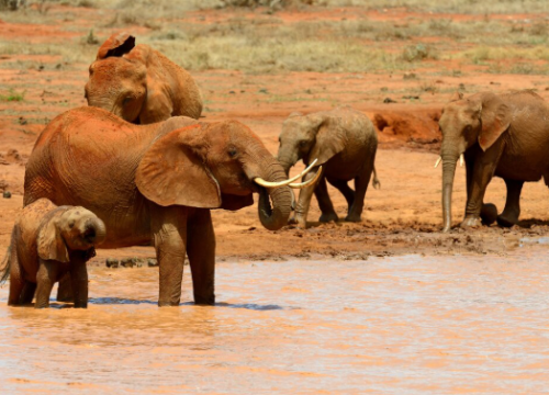 One Day Tsavo East Safari from Mombasa – A Perfect Kenya Wildlife Adventure