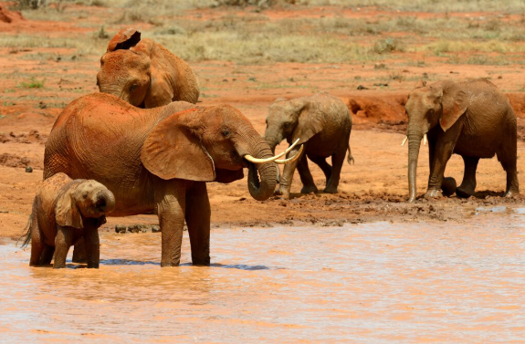 One day tsavo east safari from mombasa