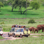 Tsavo east safaris for chartered tourists