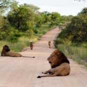 Masai Mara Safari Packages