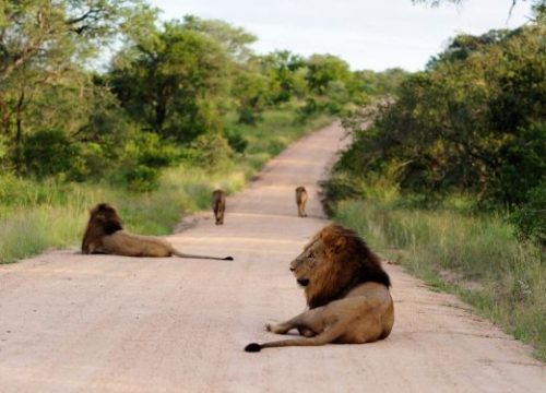 Masai Mara Safari Packages: Experience Kenya’s Ultimate Wildlife Adventure