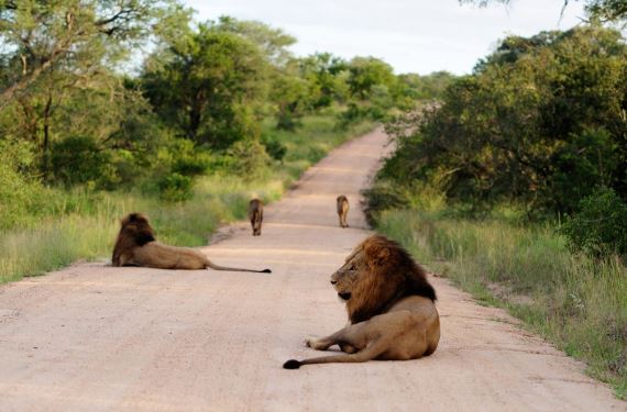 Masai Mara Safari Packages