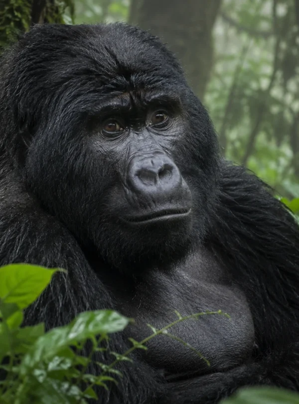 uganda-chimpanzee