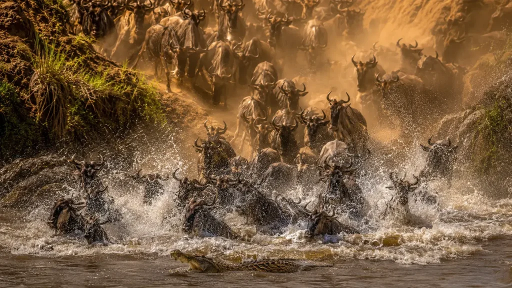 Wildebeest crossing the Mara River during the Great Migration in the Masai Mara