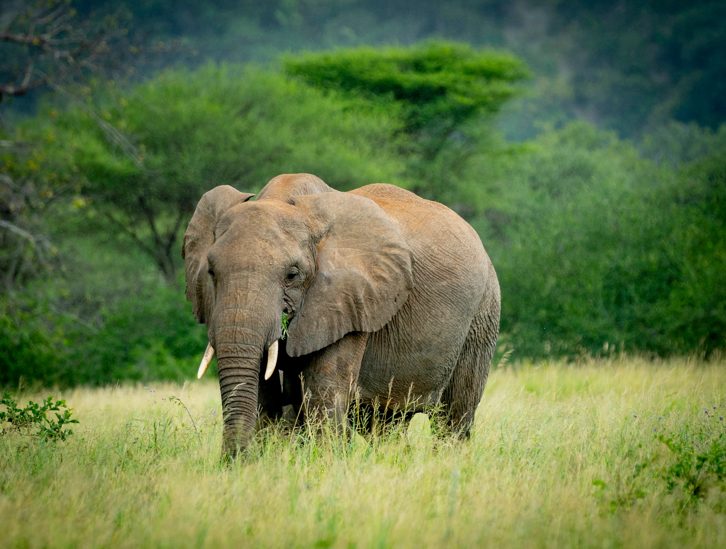 6 Day Big Five, Cultural and Serval Wildlife Safari with Grey Impala Safaris