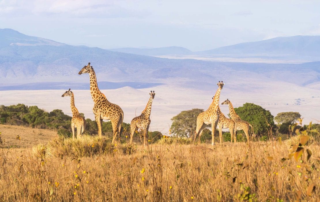 Giraffes on a 9 day best of Kenya and Tanzania safari