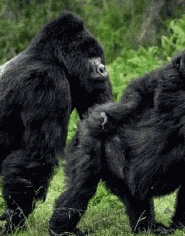 gorillas