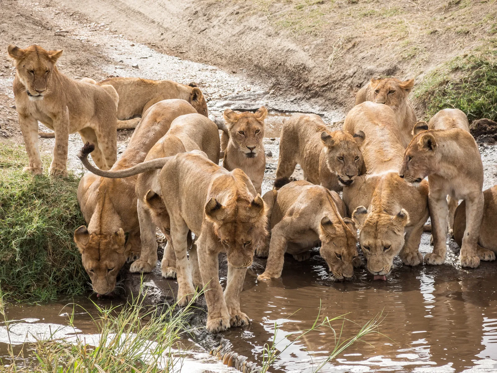 Lions in the Serengeti on a 7 day Grumeti River migration safari