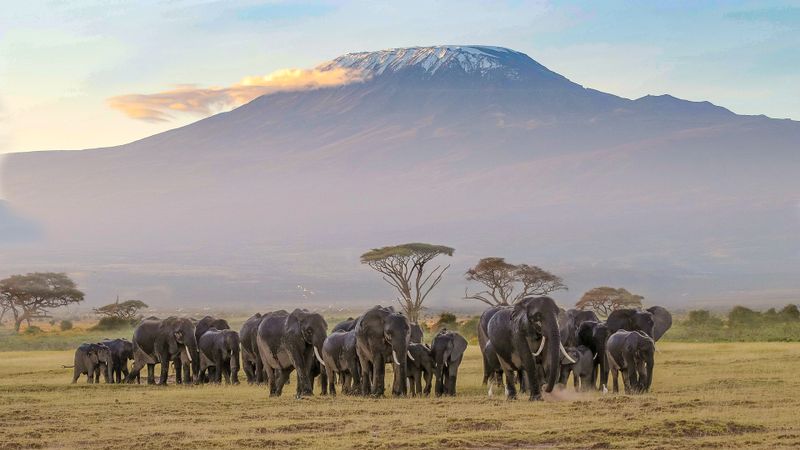 elephants in amboseli with Mt. Kilimanjaro in the background