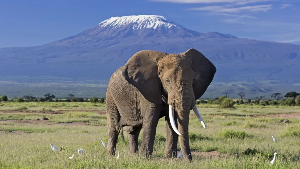 elephant bull in Amboseli National Park