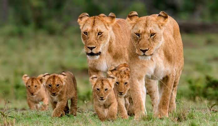 lions in maasai mara