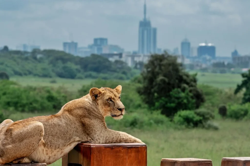 Lion in nairobi National Park