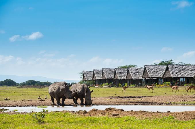 rhinos in ol pejeta conservancy