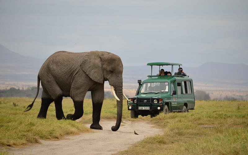 Safari 4x4 with a pop-up roof travelling near elephant in Kenya