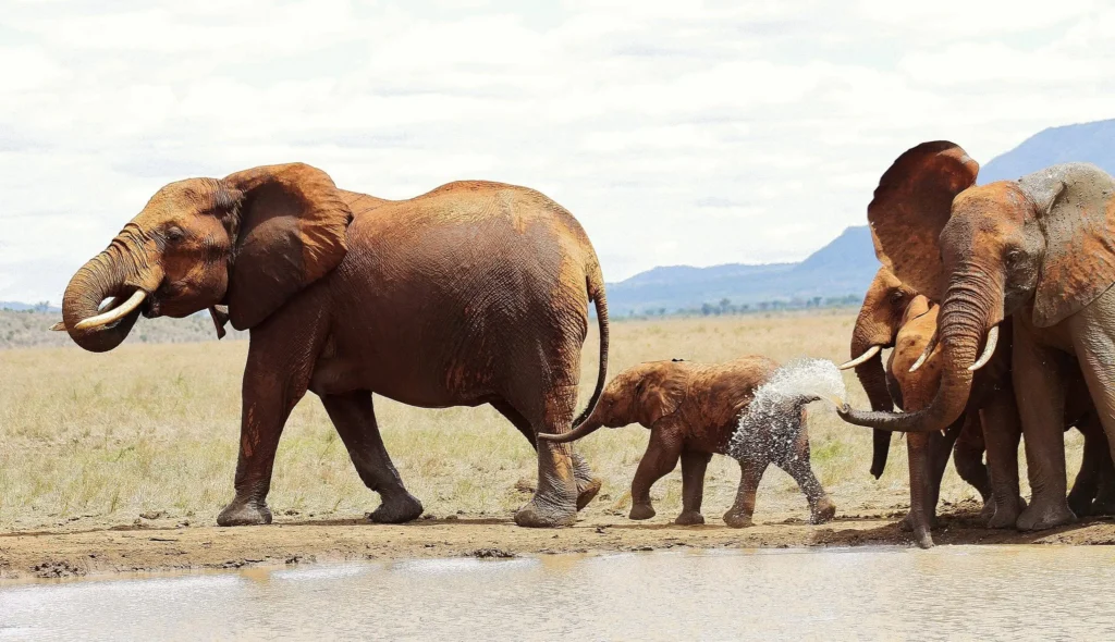 Tsavo east national park