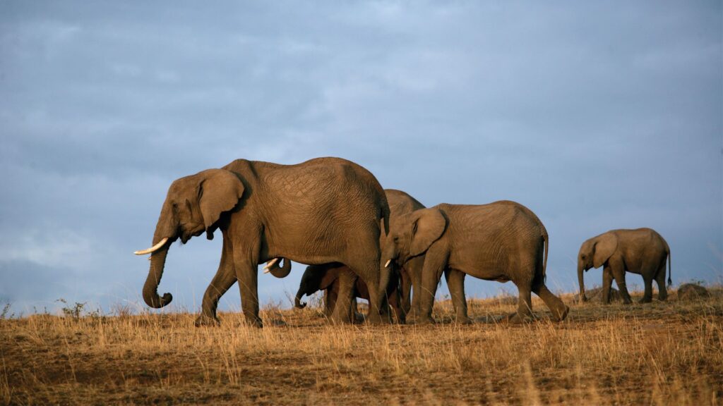 Herd of elephants in Tsavo National Park