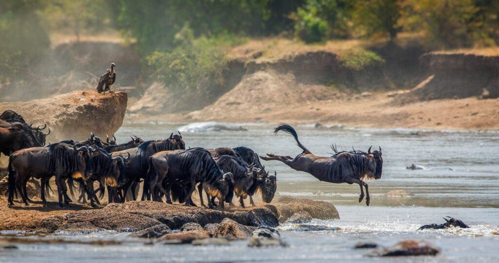 Serengeti safari guide