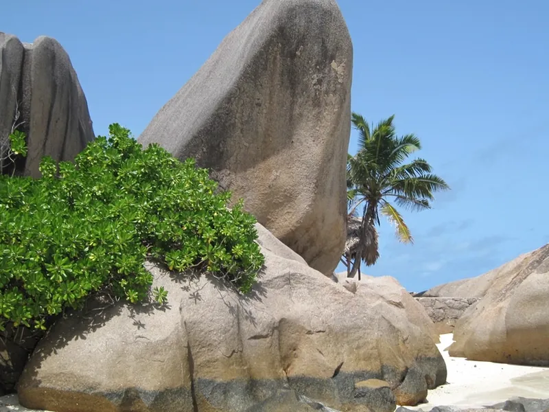 Weathered granite boulders and a palm on a Seychelles beach