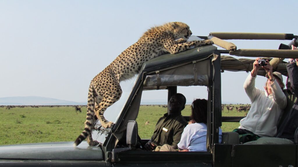 Tanzania and zanzibar safari